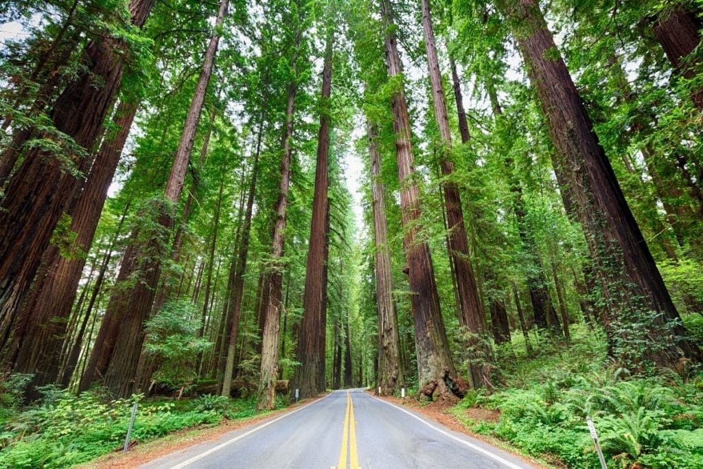 25 Amazing Things to Do at Redwood National Park in 2021