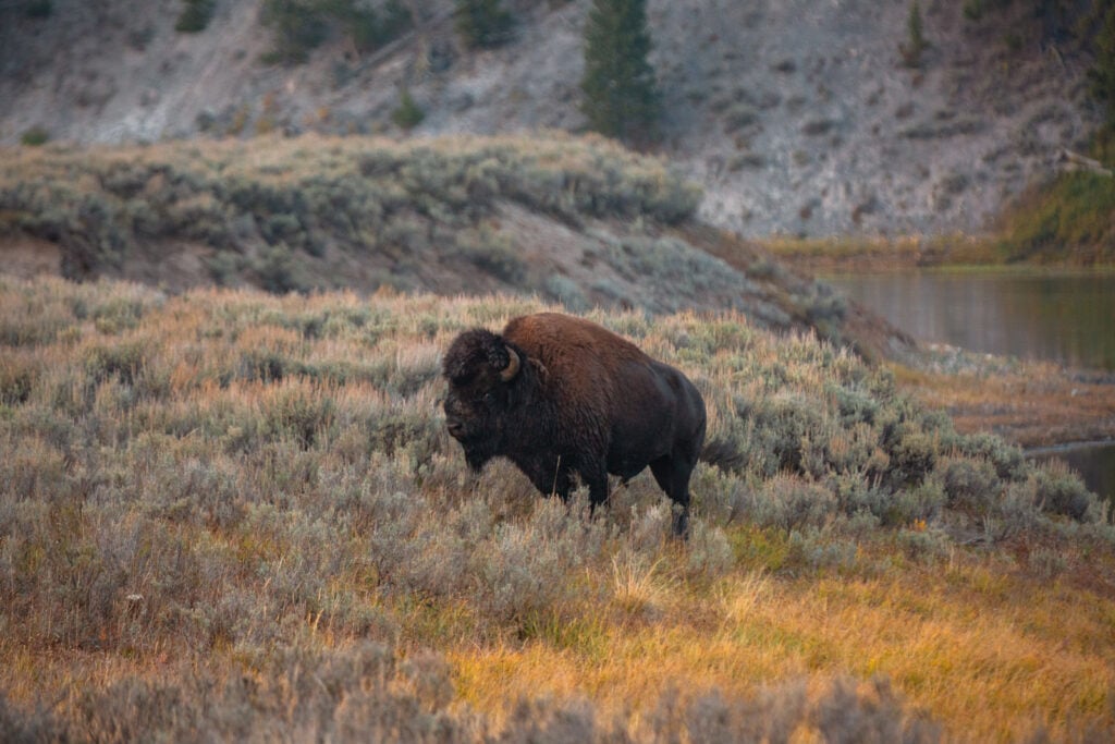 Bison in Hayden Valley in Yellowstone National Park