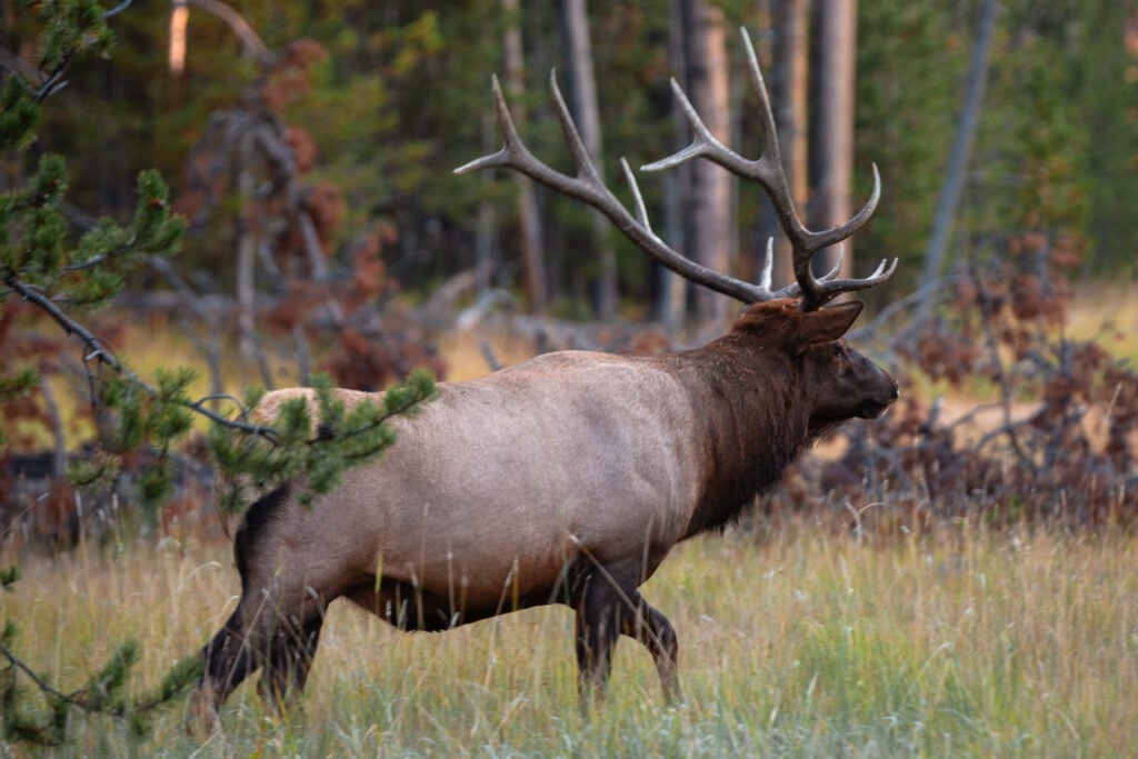 Bull elk in Hayden Valley in Yellowstone National Park