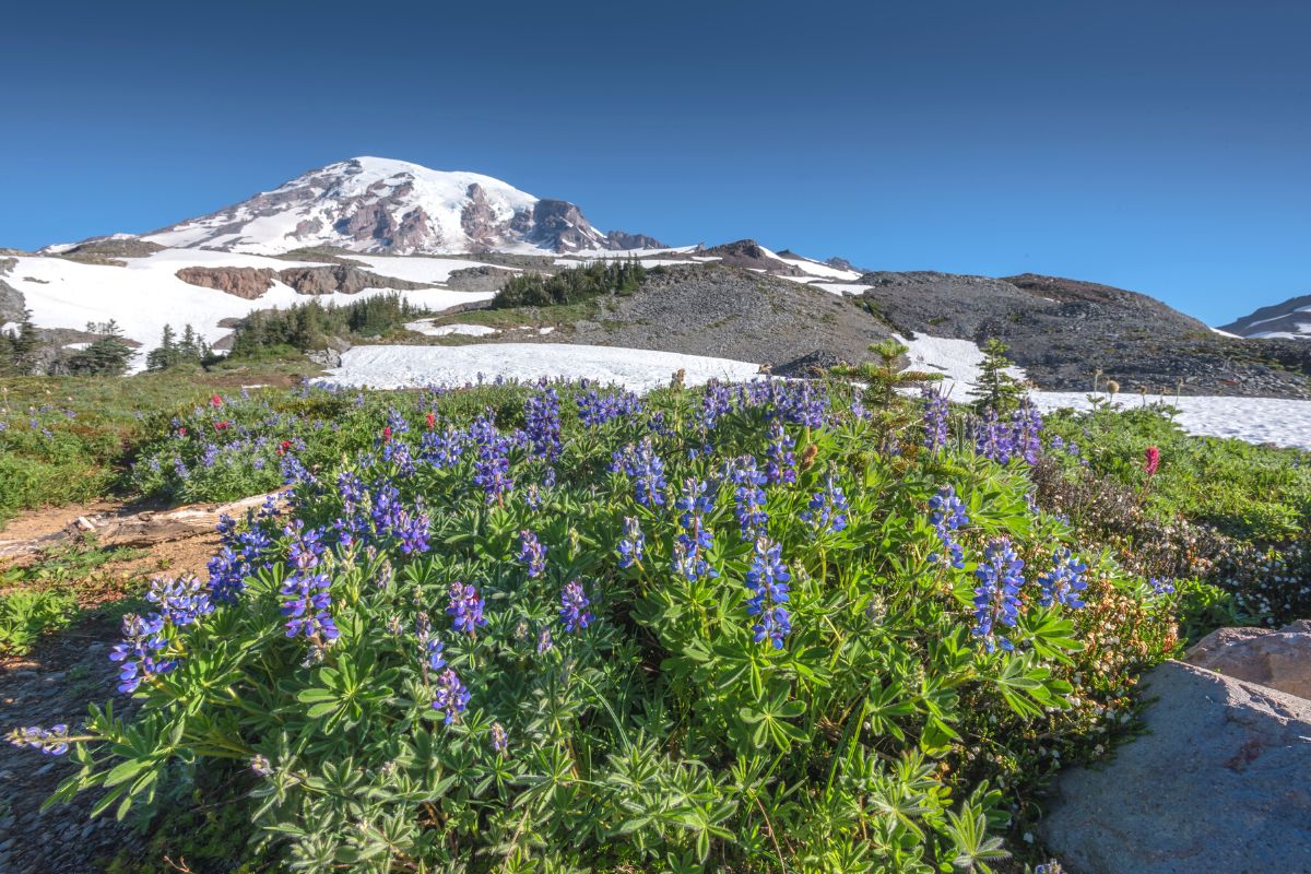 The Perfect Seattle to Mount Rainier National Park Day Trip